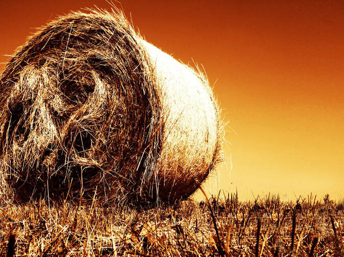 V Nemecku rastie politický tlak, aby sa roľníci mohli poistiť proti suchu