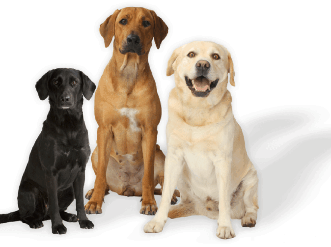 Vo Veľkej Británii sú lepšie poistené zvieratá ako ich majitelia