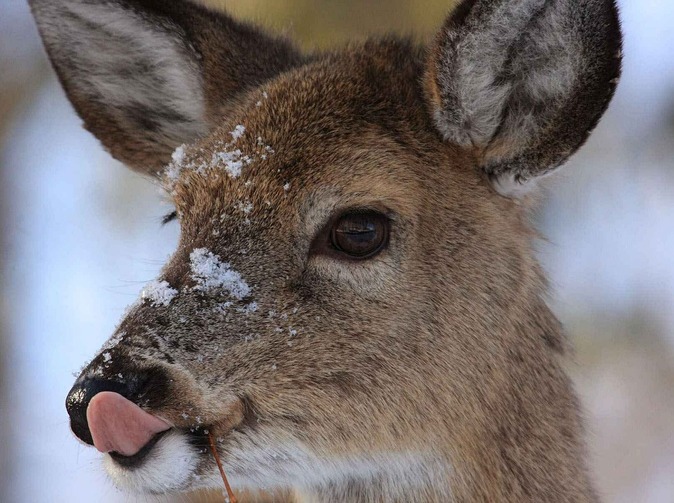Krátko: Vyššie škody zo stretov áut so zverou v Nemecku