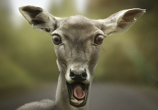 Každú štrnástu škodu na vozidle spôsobí stret so zverou