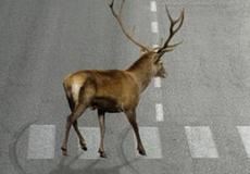 Pozor na riziko stretu auta so zverou, škody bývajú vysoké