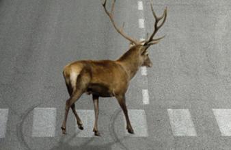 Na cestách sa zvyšuje riziko stretu auta so zverou, škody bývajú vysoké