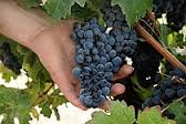 Vinohradníci sa môžu uchádzať o podporu na poistenie úrody