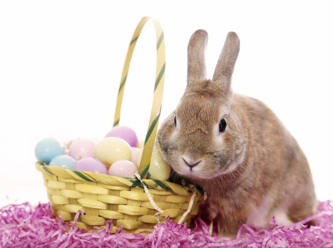 Aj počas veľkonočných sviatkov sa stávajú kuriózne udalosti