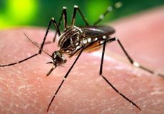 Zika predstavuje ďalšie veľké riziko, ktoré straší aj poisťovne