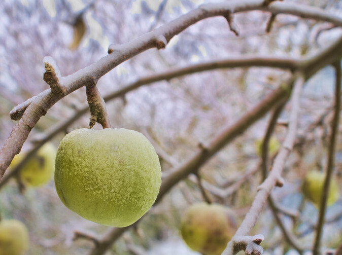 Agrorezort preplatí vinohradníkom poistenie úrody