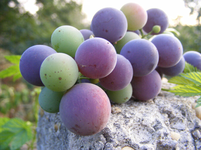 Ovocná kríza? V Nemecku spôsobil mráz veľké škody