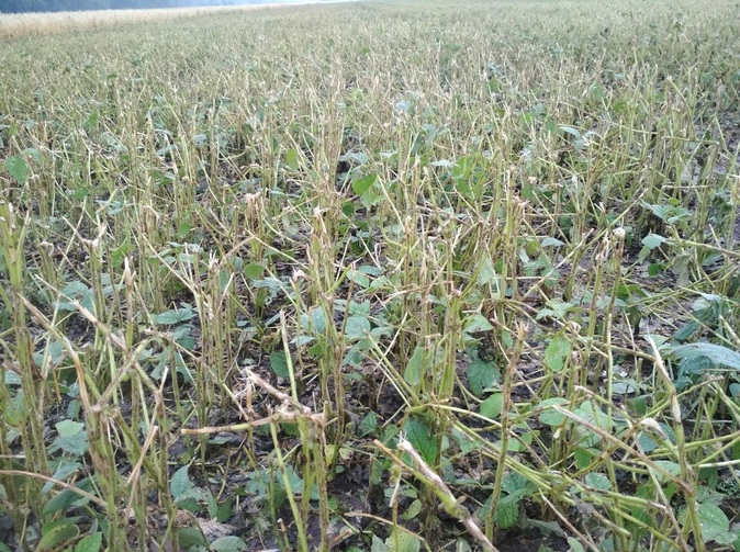 Agra poisťovňa: ľadovce spôsobili poľnohospodárom opäť vysoké škody