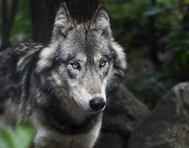 Agro: Chovatelia stád, ktorých poškodia vlci, dostanú plnú náhradu škody