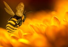 Uštipla vás včela? Niekedy je potrebné nasadiť aj antibiotiká 