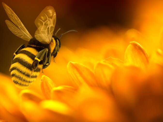 Uštipla vás včela? Niekedy je potrebné nasadiť aj antibiotiká 