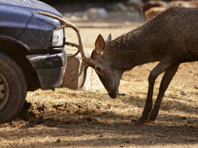 AAko sa zachovať&nbsp;&nbsp;v situácii, keď zrazíte zviera?&nbsp;&nbsp;Dobré rady vám pomôžuko sa zachovať&nbsp;&nbsp;v situácii, keď zrazíte zviera?&nbsp;&nbsp;Dobré rady vám pomôžu