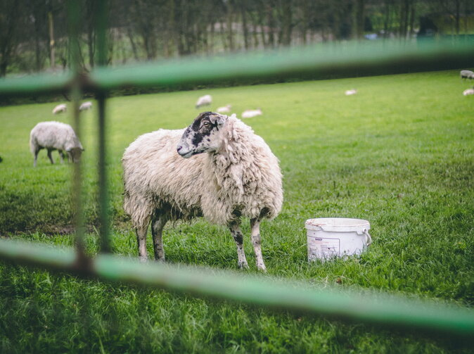 Päť nezvyčajných žiadostí o poistenie. Bača si chcel poistiť stratu oviec, starosta potok