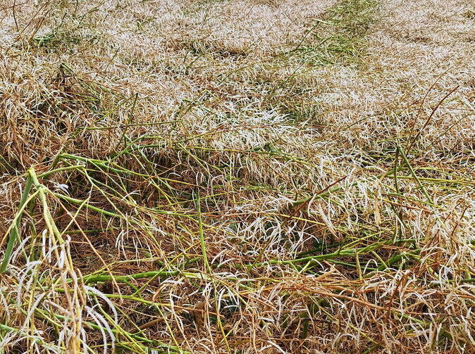 Agra poisťovňa: Silné krupobitie spôsobuje extrémne škody v poľnohospodárstve