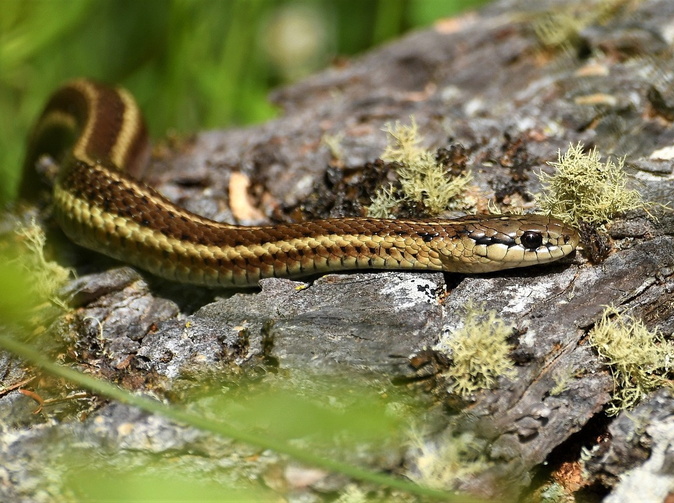 Po uštipnutí hmyzom či kontaktom s hadom boli vlani hospitalizovaní stovky Slovákov