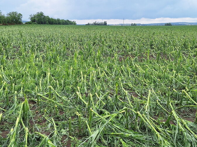 Agra poisťovňa: Krupobitie spôsobilo poľnohospodárom v okrese Nové Zámky niekoľkomiliónové škody