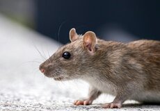 Nebezpečenstvo pri upratovaní chát a pivníc? Hantavírus sa môže šíriť aj prachom